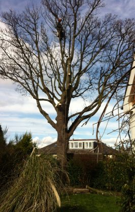 Lothian Tree Specialists | Edinburgh Tree Surgeons - Up a tree