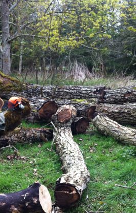 Lothian Tree Specialists | Edinburgh Tree Surgeons - Logs