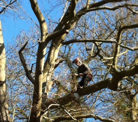 Lothian Tree Specialists | Edinburgh Tree Surgeons - Up high